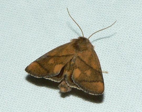 slakrups 2.jpg - Slakrups - Apoda limacodes